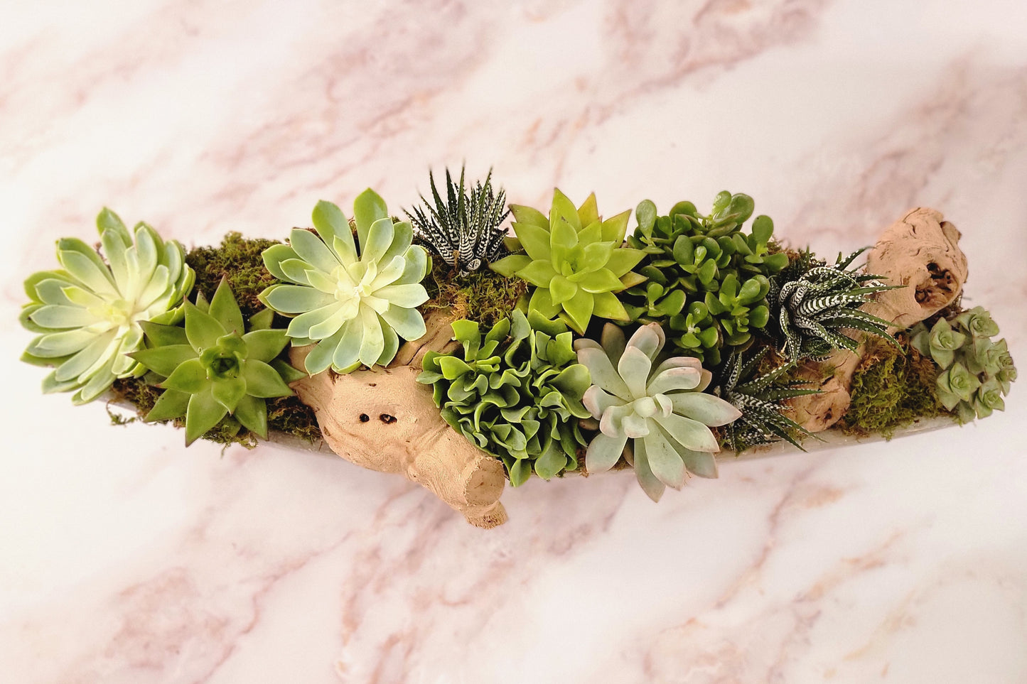 Succulents Ship