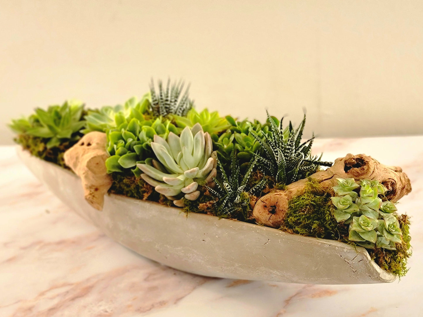 Succulents Ship