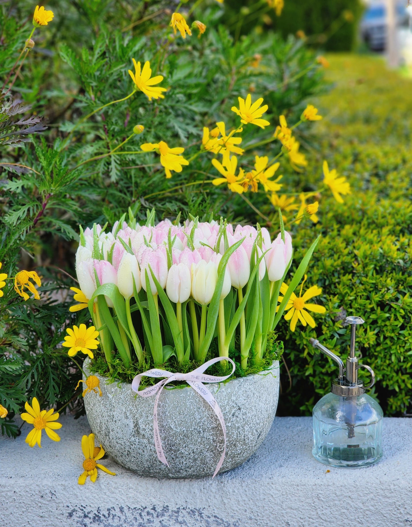 Charming Spring Tulips