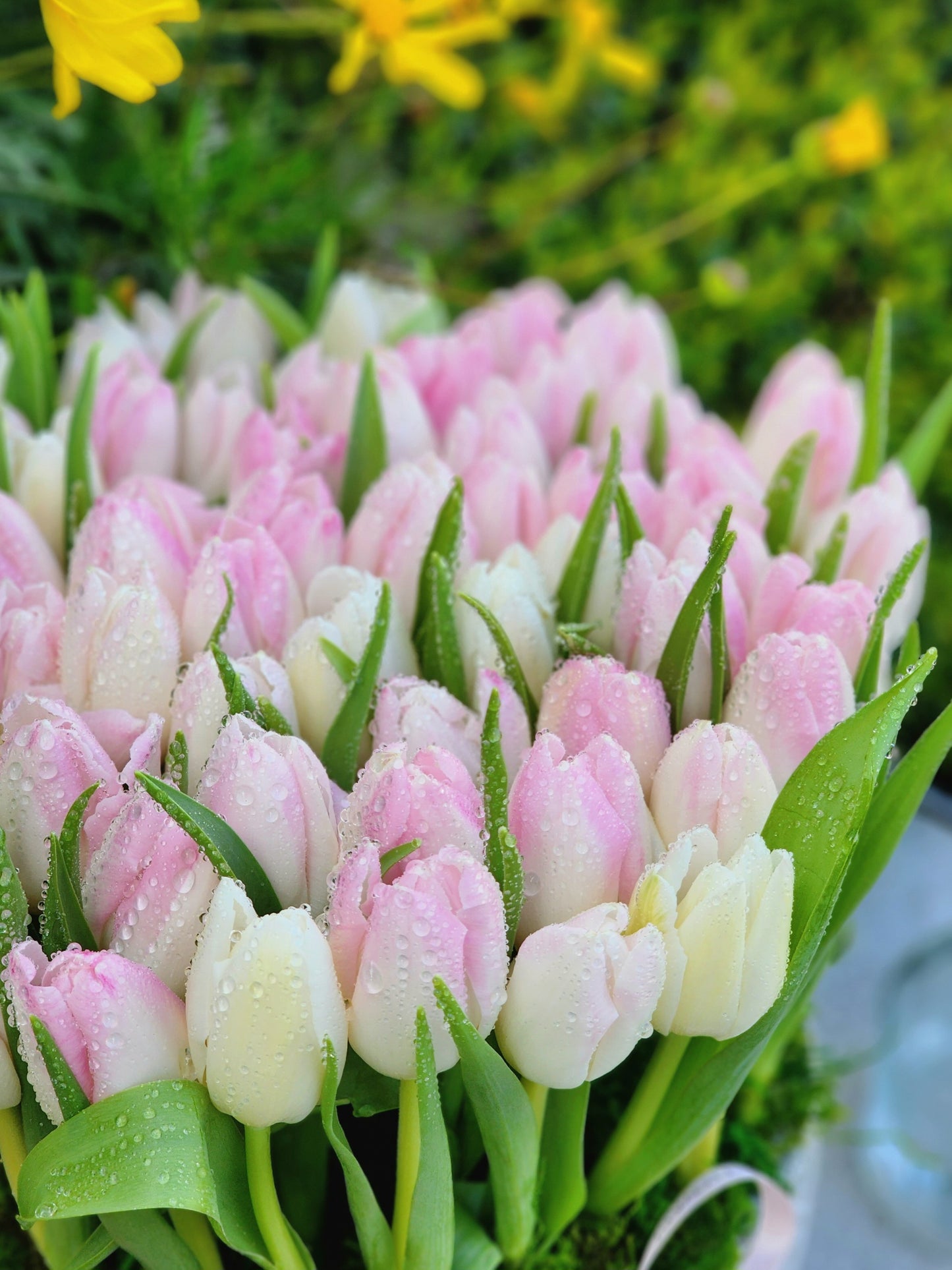 Charming Spring Tulips