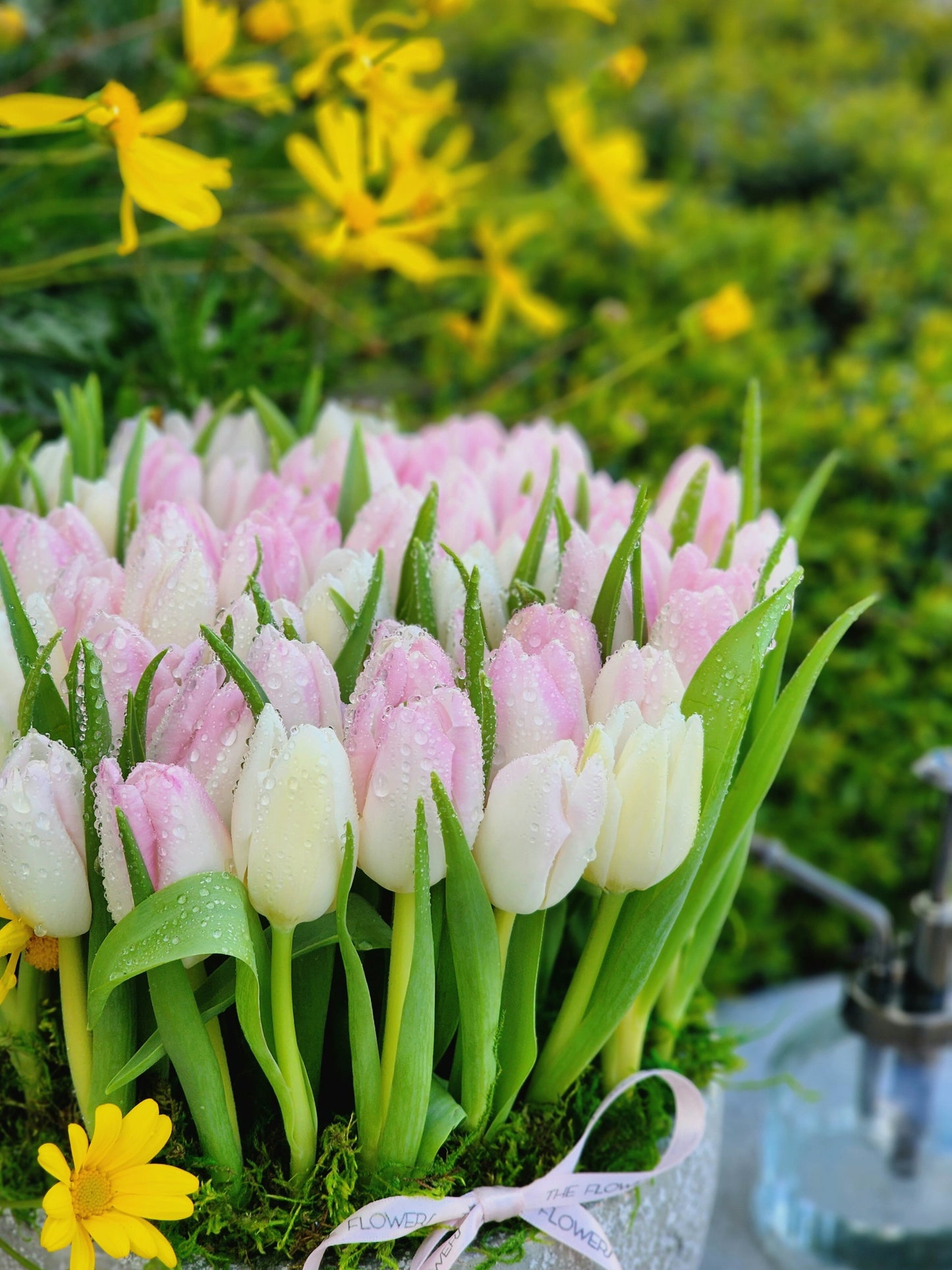 Charming Spring Tulips