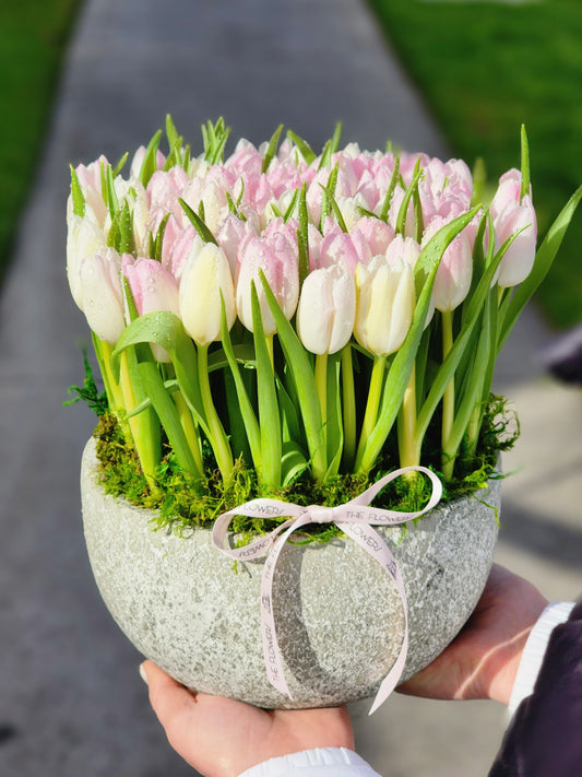 Charming Spring Tulips