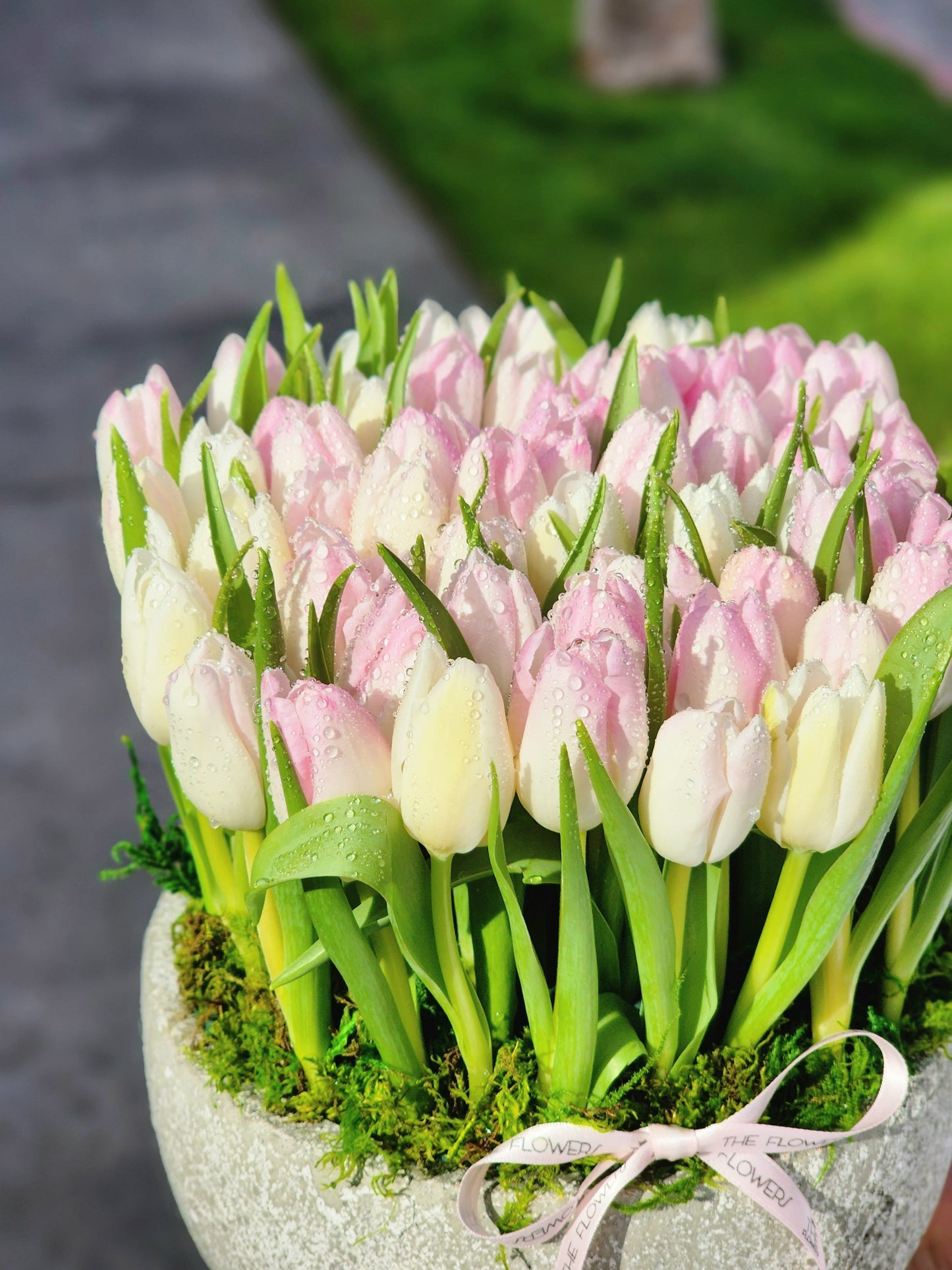 Charming Spring Tulips