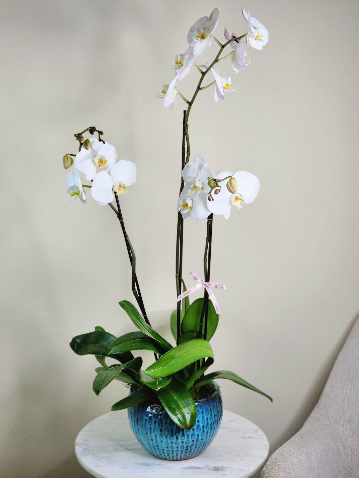 Orchids Trio