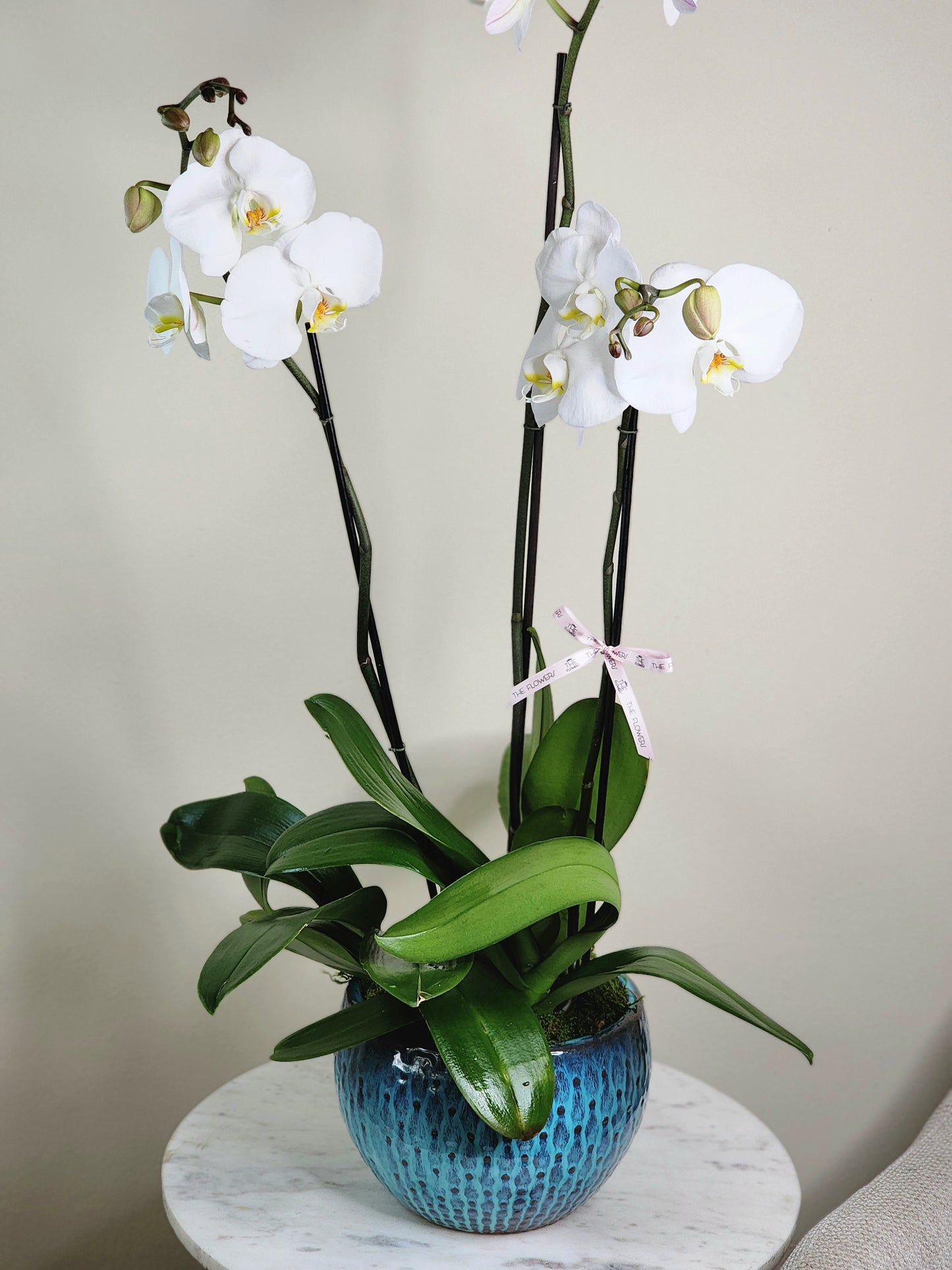 Orchids Trio