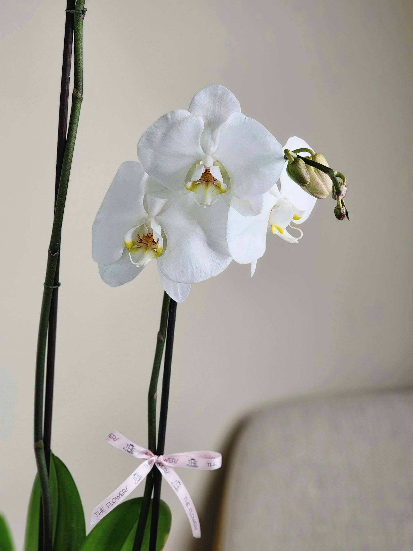 Orchids Trio